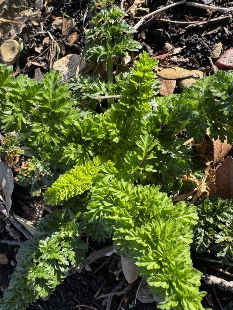 THE SPRING TO DO LIST—-REVISITED