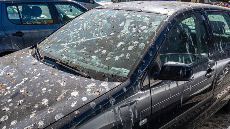 Does Bird Poop Damage Your Car's Paint?