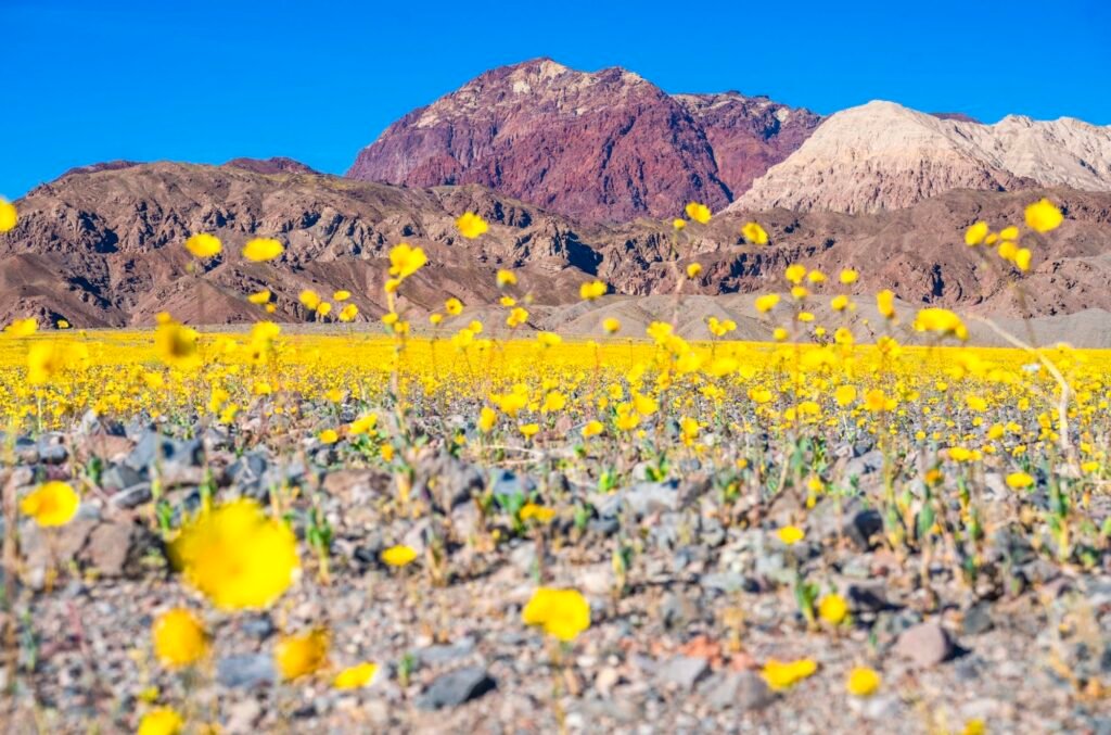 Photographer Dr. Elliott McGucken Seizes a Rare Superbloom in Death Valley