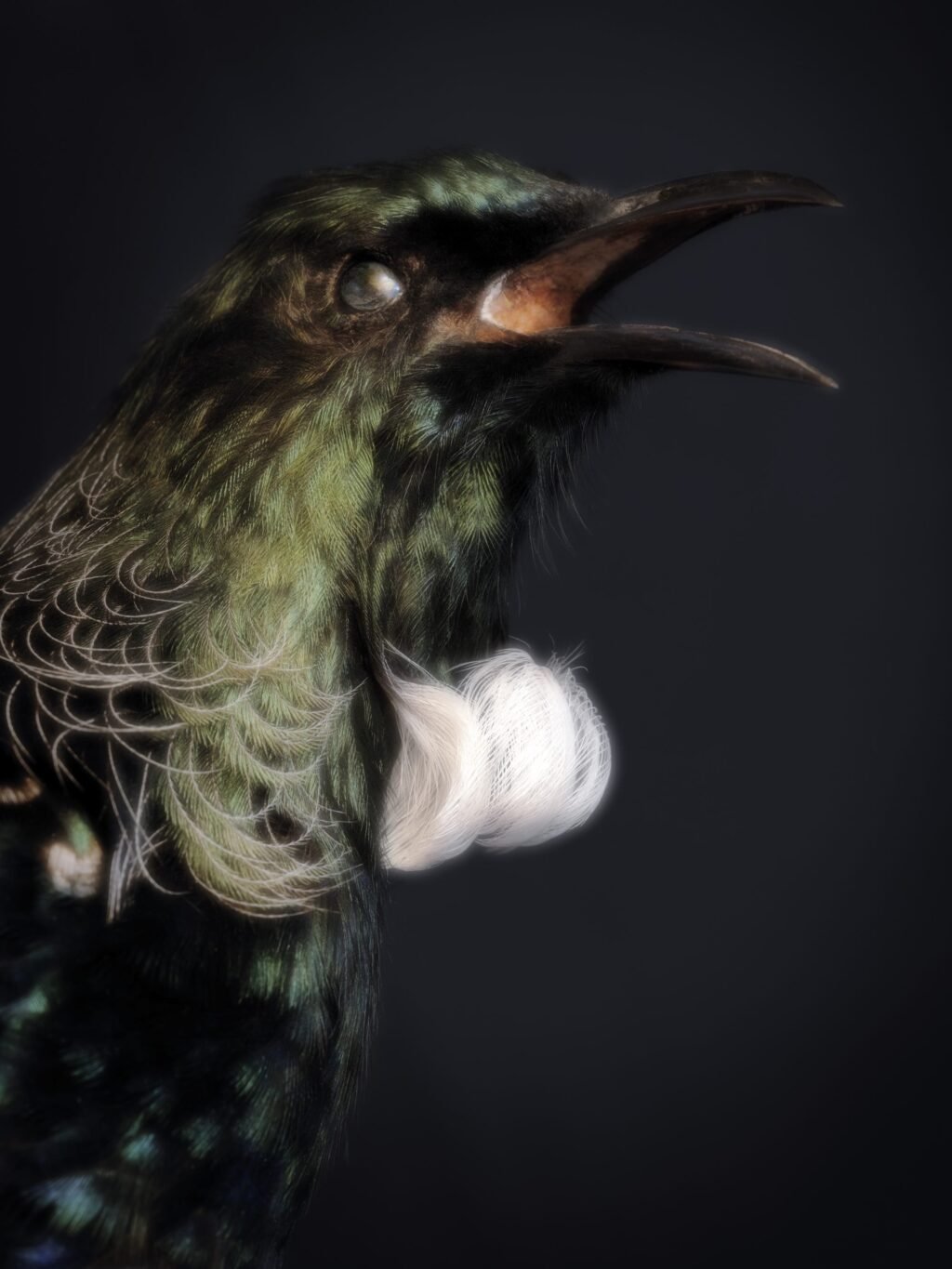Spectral Birds Endemic to New Zealand Find New Life in Fiona Pardington’s Portraits