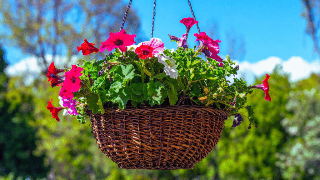Are Supertunias Perennials and How to Grow Them