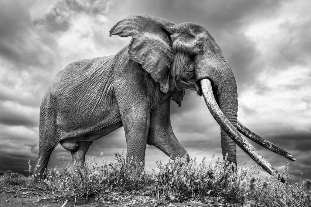 Johan Siggesson’s Striking Portraits of ‘Big Tuskers’ in Kenya