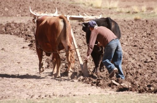 No Turning Back: Following the Call – 1 Kings 19:21