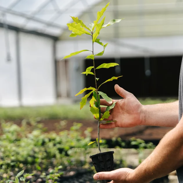 Get a FREE Tree Seedling from ENVELOPE!