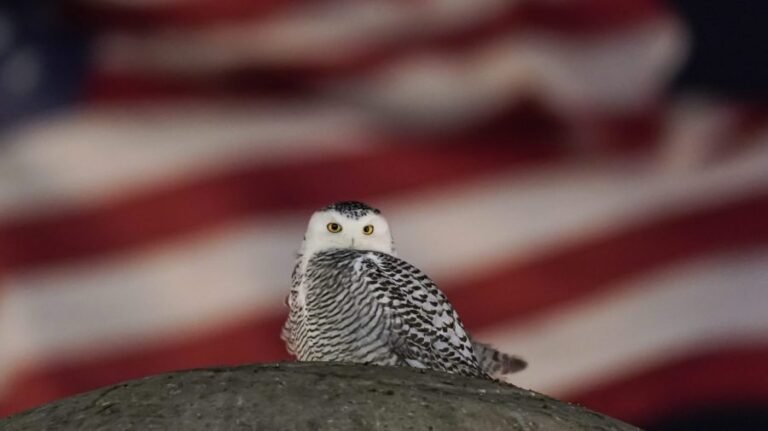 Harry Potter owl among animals granted UN international protection