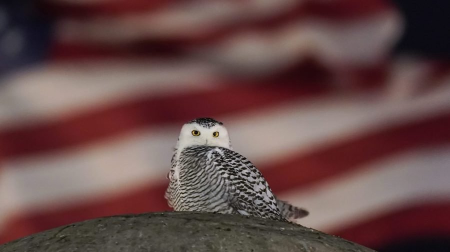 Harry Potter owl among animals granted UN international protection