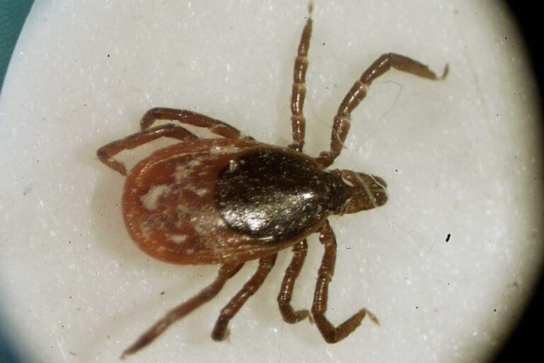 Where emergency visits for tick bites are spiking in the US