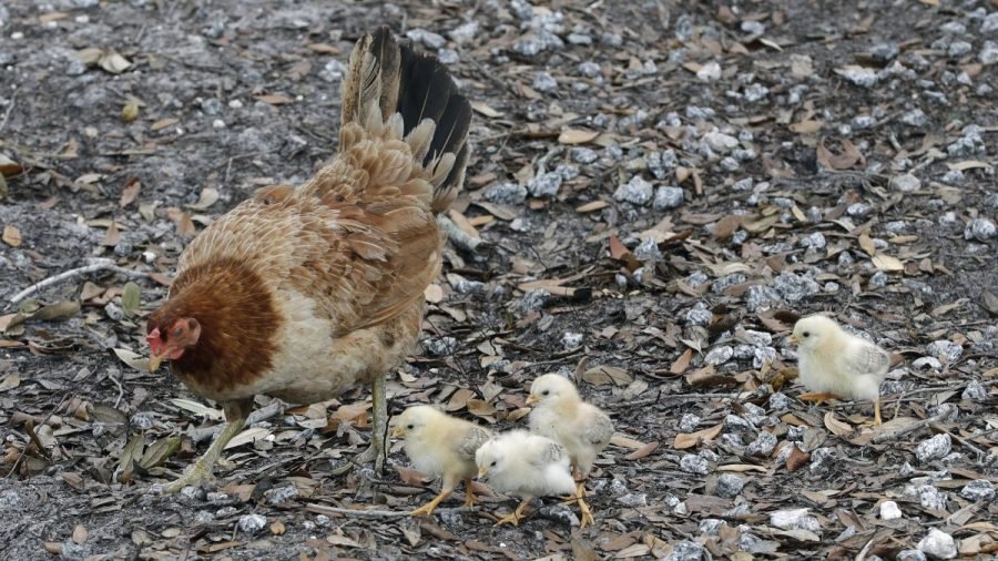 Cases of drug-resistant salmonella, several among kids, linked to outbreak; CDC issues warning