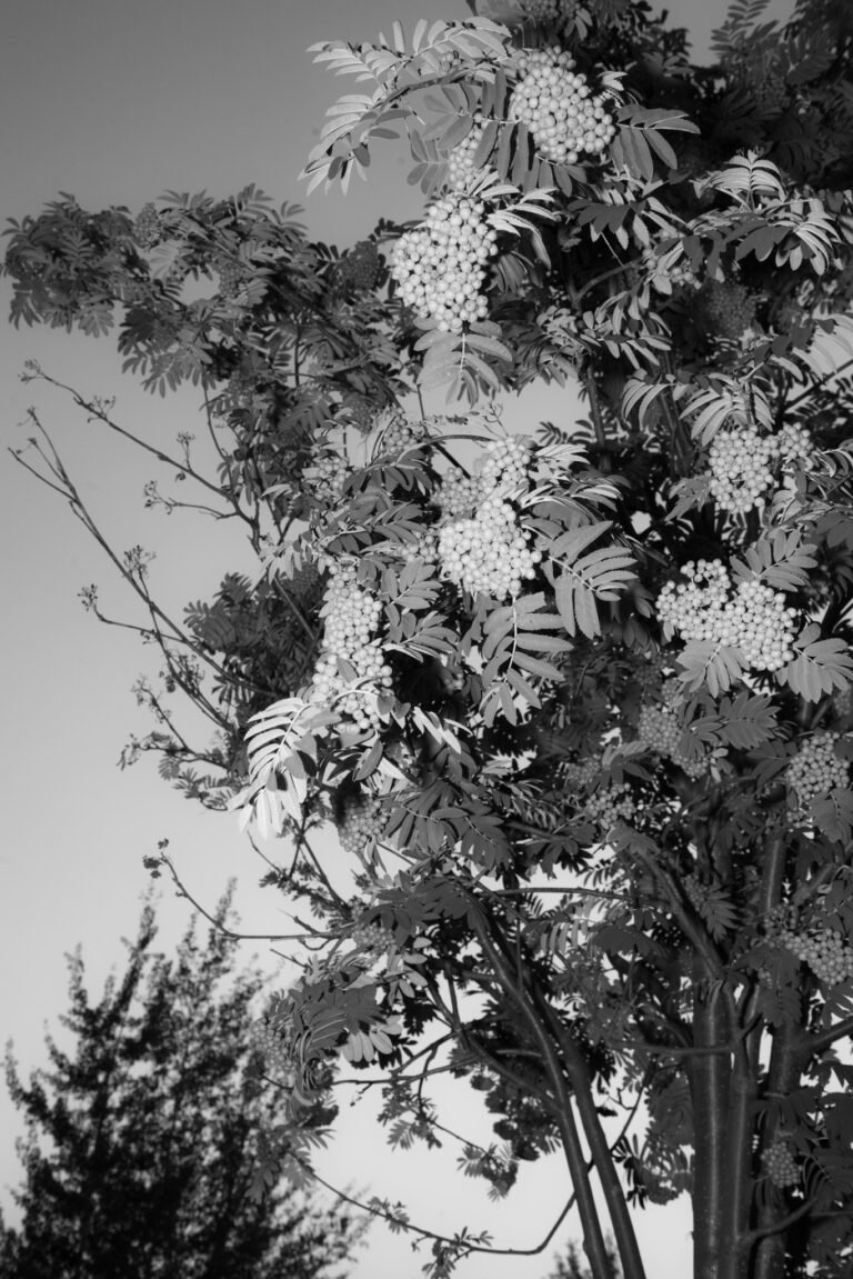 “In Plain Sight” by Photographer Britt Lucas Bennett