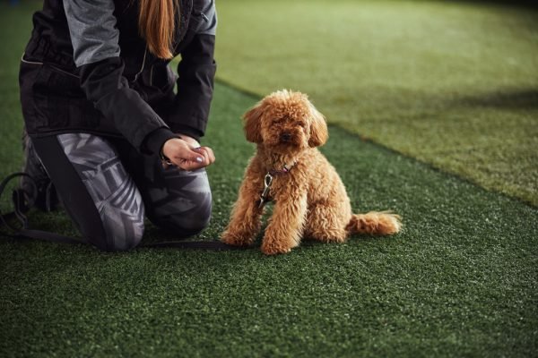 The Right Way to Train a Skittish Dog, Approved by Vets