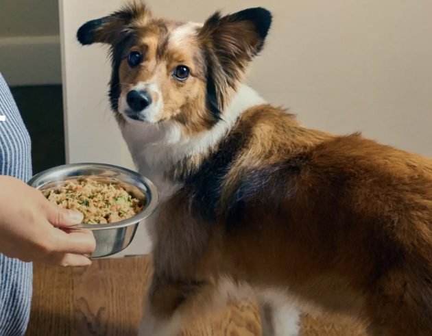 The Farmer’s Dog: 60% off Your First Box!