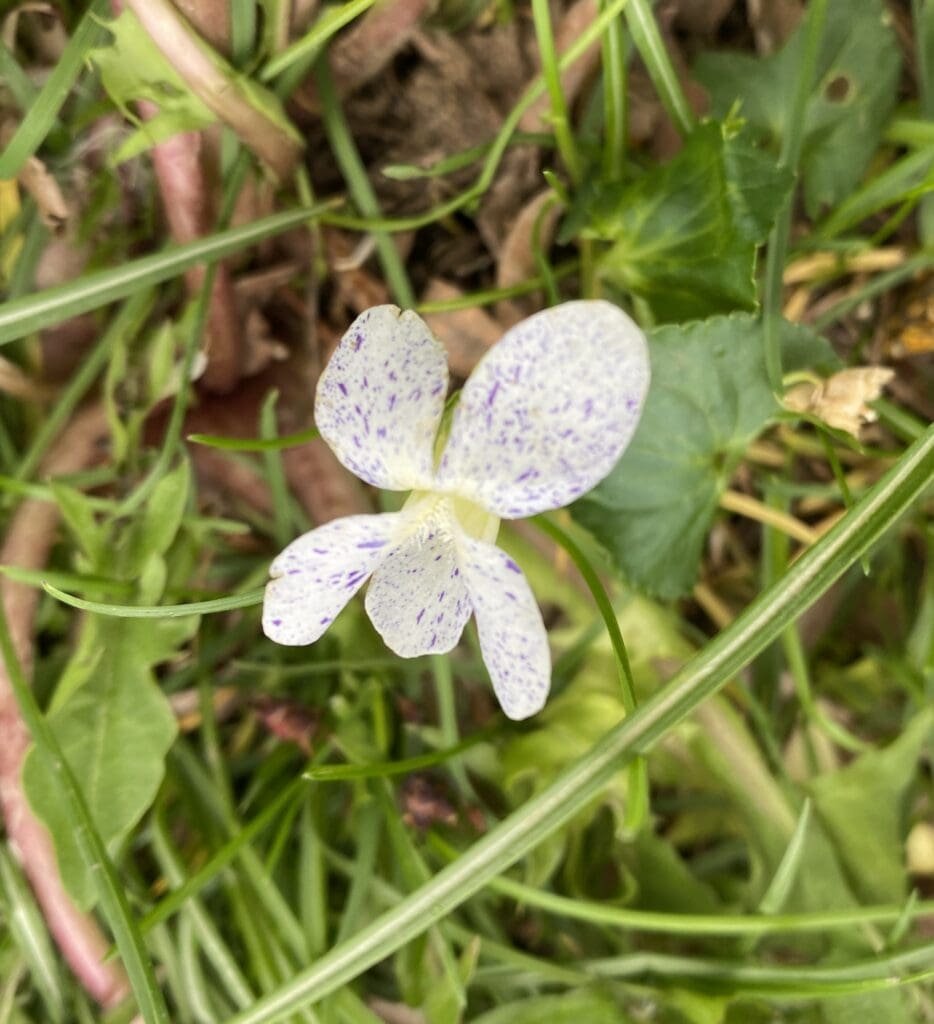 Garden Fairies Sneak in a Post
