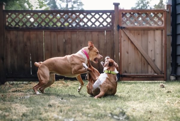 Why Dogs Play Too Rough — And the Simple Fixes That Prevent It From Becoming a Problem
