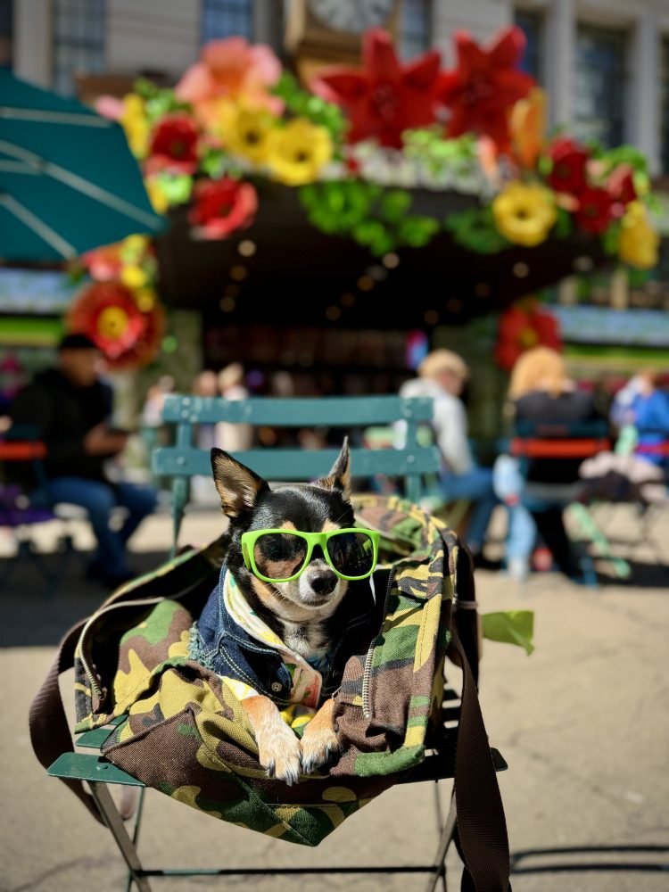 We Didn’t Just Add a Dog to Our Life – We Built a Life With Him