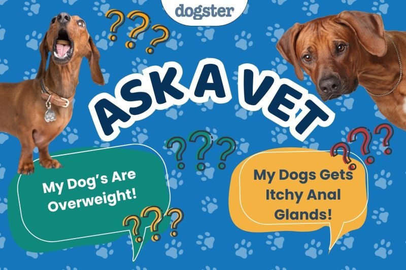 Ask Dr. Paola- Help! My Dogs Are Overweight! (April 13, 2026)