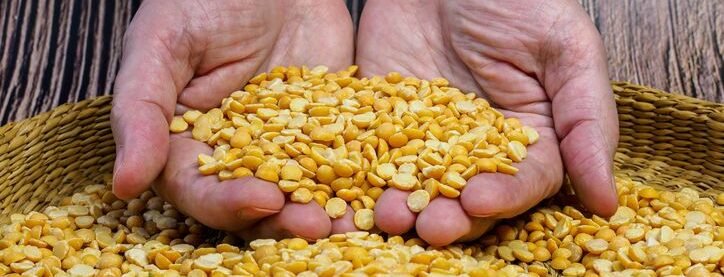 SentiaNova emerges from stealth to tackle plant protein’s taste problem