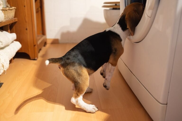Why Are Dogs Obsessed With Dirty Underwear?