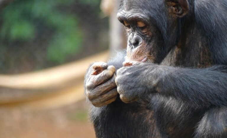 Violent split in chimpanzee group offers clues on roots of human conflict: Research