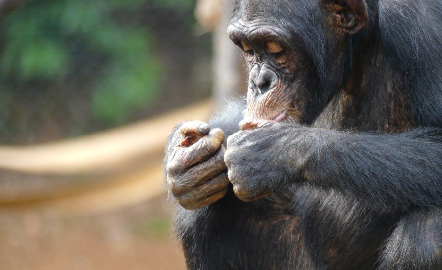 Violent split in chimpanzee group offers clues on roots of human conflict: Research