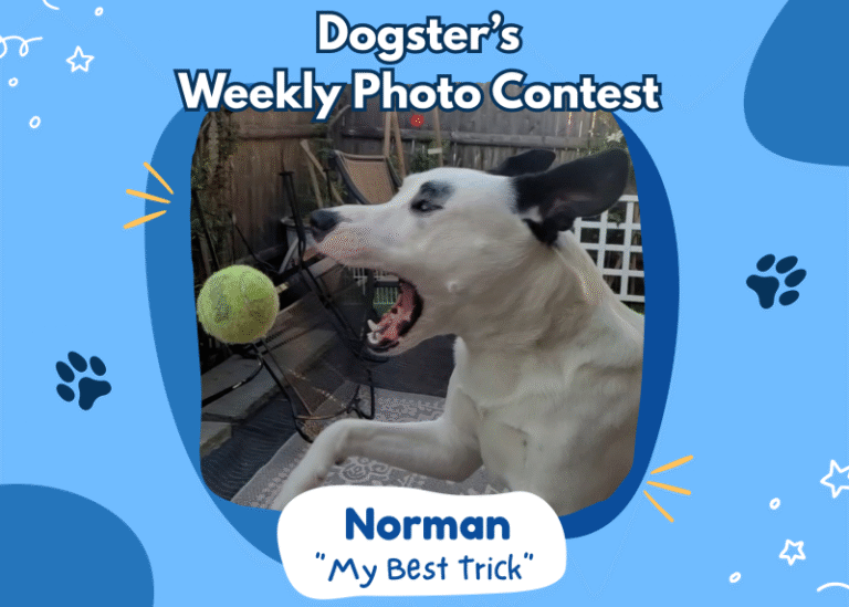 Dogster’s Weekly Photo Contest Winners: My Best Trick (April 16, 2026)