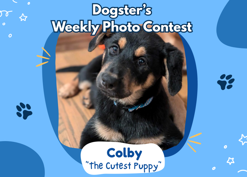 Dogster’s Weekly Photo Contest Winners: The Cutest Puppy (April 2, 2026)