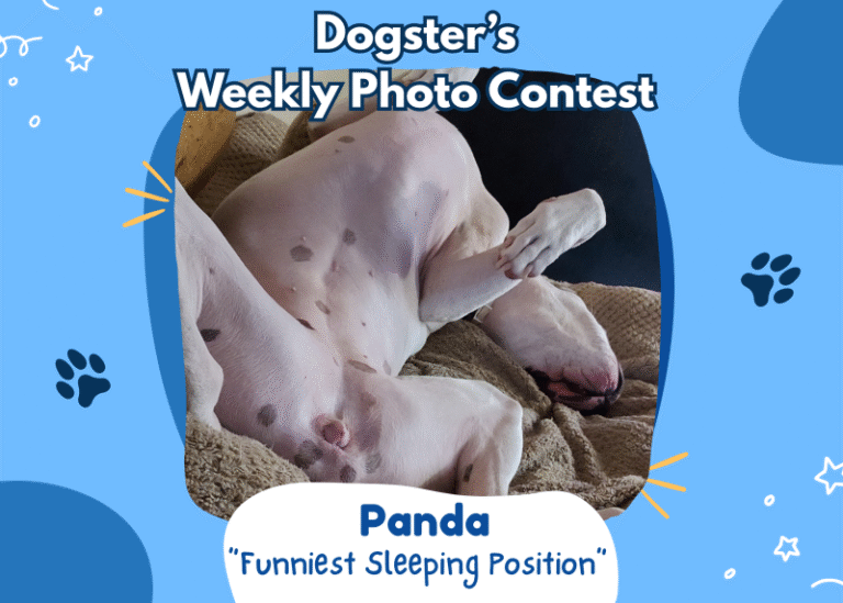 Dogster’s Weekly Photo Contest Winners: Funniest Sleeping Position (April 30, 2026)