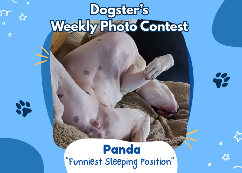 Dogster’s Weekly Photo Contest Winners: Funniest Sleeping Position (April 30, 2026)