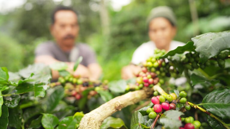 5 key investor lessons on blended capital for agrifood