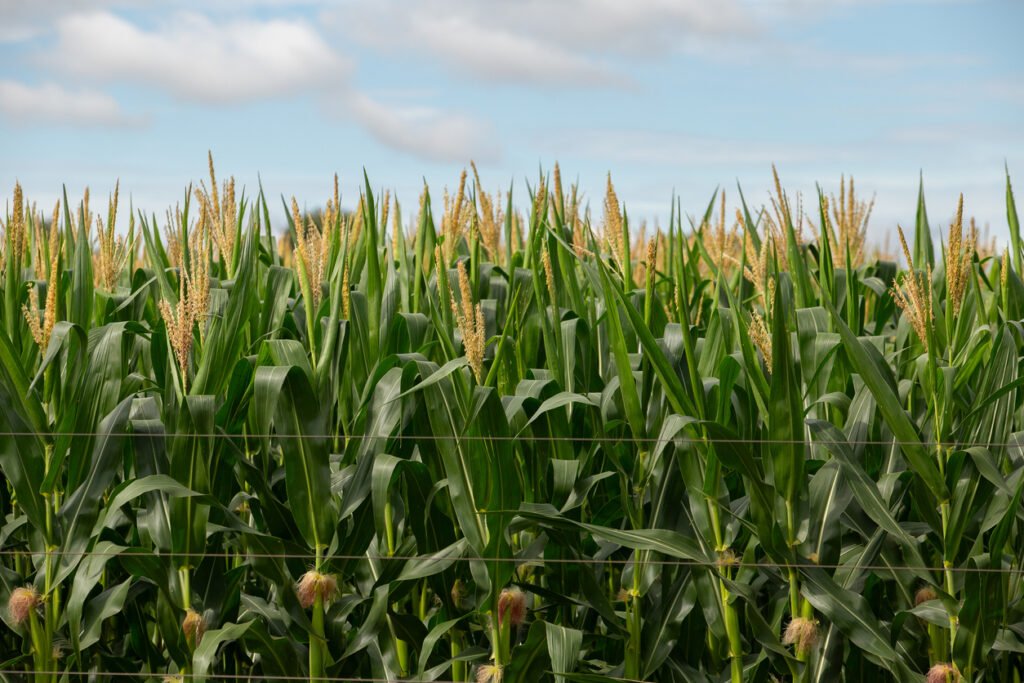 What’s next for carbon markets? Maturity signals or ‘medieval indulgences’