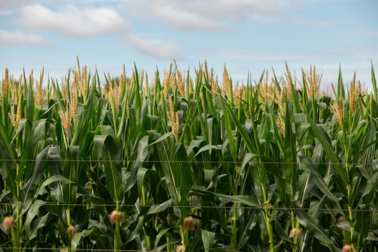 What’s next for carbon markets? Maturity signals or ‘medieval indulgences’