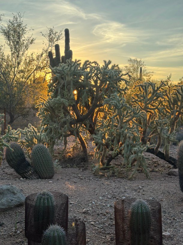 Capturing Garden Photos during The Golden Hour
