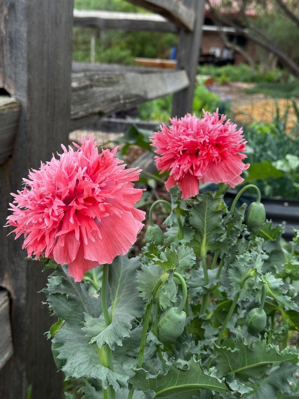 The Raincatcher’s Garden and Plant Sale Reminder and Dallas County Master Gardener Garden Tour Information