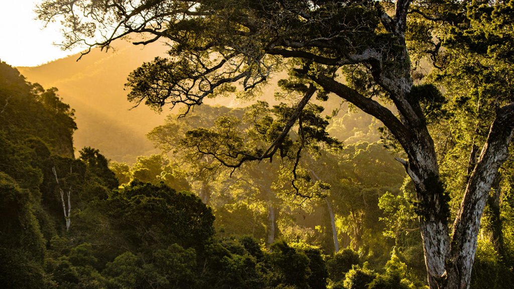 Location, Location, Location: The “Where” of Reforestation May Matter More Than the Extent