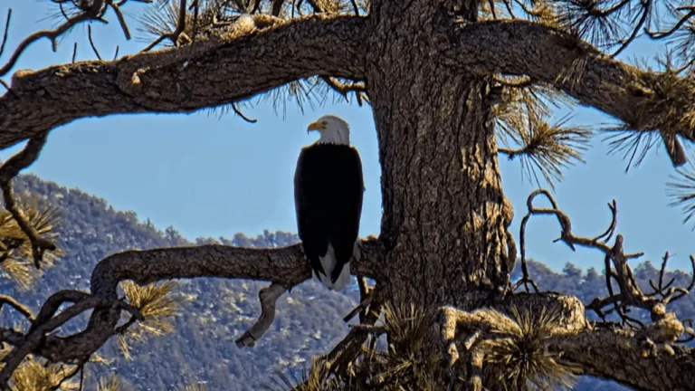 Big Bear’s internet famous bald eagles have entertained millions. Now they need millions to save their home