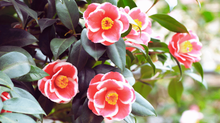 The Ultimate How to Grow Camellia Guide