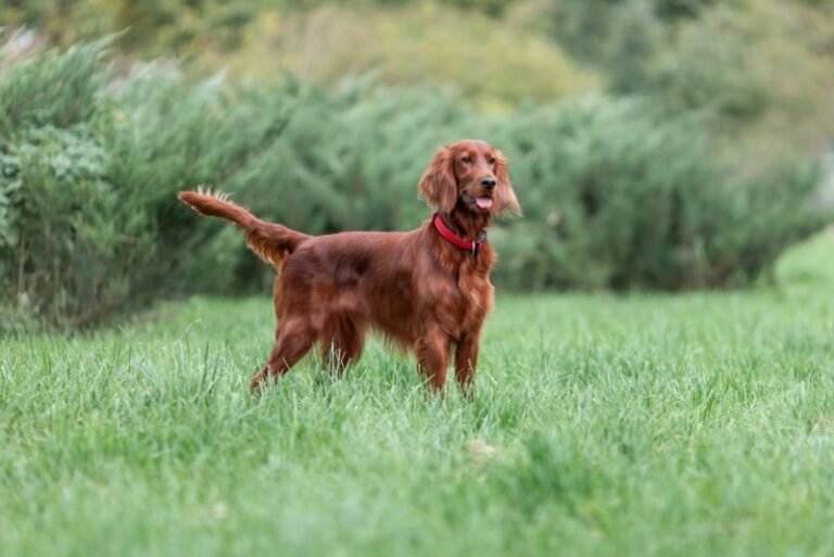 The Hidden Risk in Tall Grass That Most Dog Owners Ignore