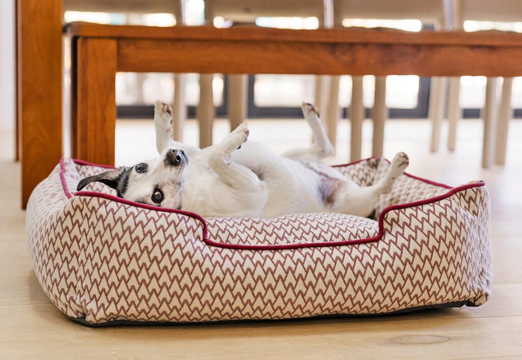 How Play Pet Brands Turns Sustainability Into Playtime