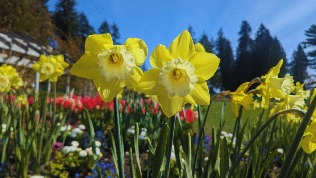 How to Care for Daffodil Bulbs Planting Guide