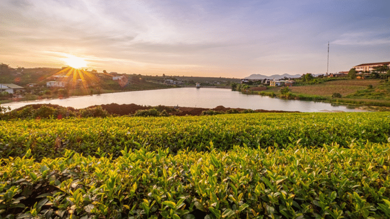Managed Agriculture Hinders Predictability of Critical Zone Features