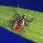 These states are seeing their worst tick activity in nearly 10 years: Data