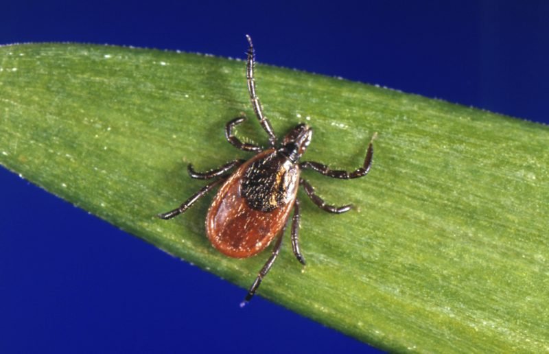 These states are seeing their worst tick activity in nearly 10 years: Data
