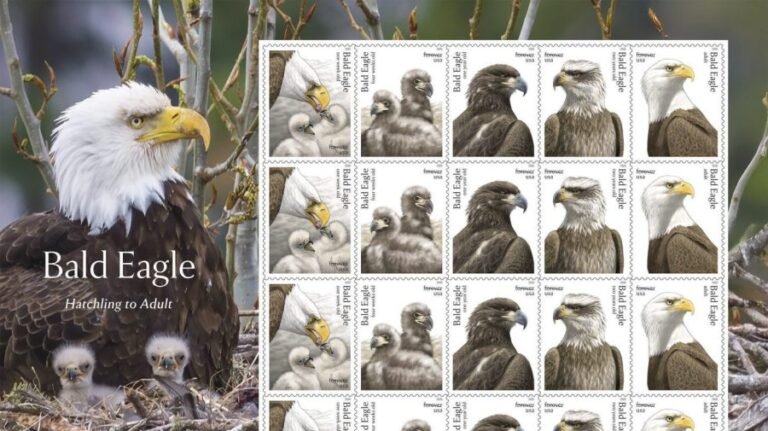 Postal Service releases special edition bald eagle stamps for America's 250th