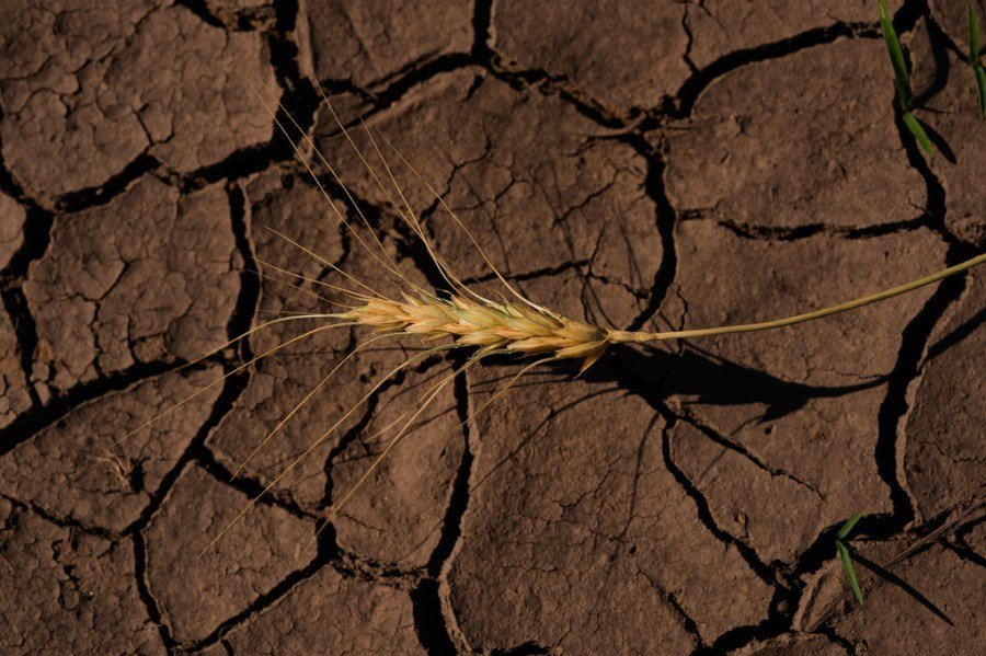 We're having the worst wheat crop in decades. You'll notice the ripple effects soon at the grocery store