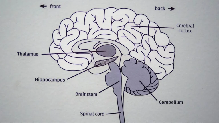 Study reveals a surprising cause of cognitive decline—and the key to reversing it
