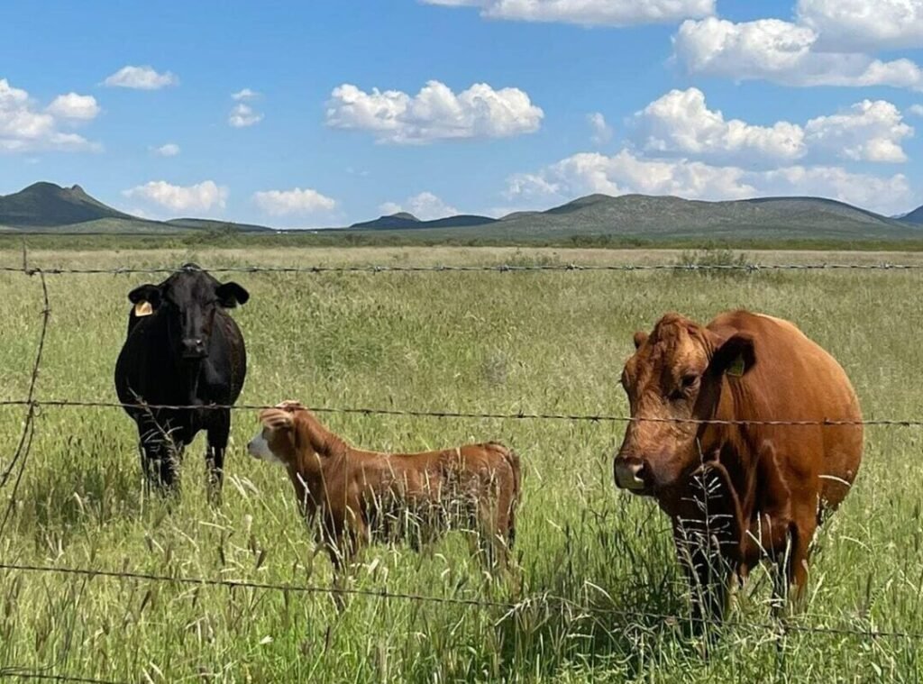 Boomitra hits major milestone as ranchers reap real financial gains from regenerative grazing in Mexico