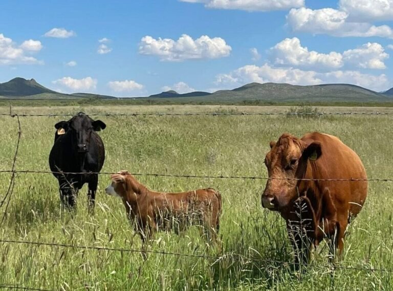 Boomitra hits major milestone as ranchers reap real financial gains from regenerative grazing in Mexico