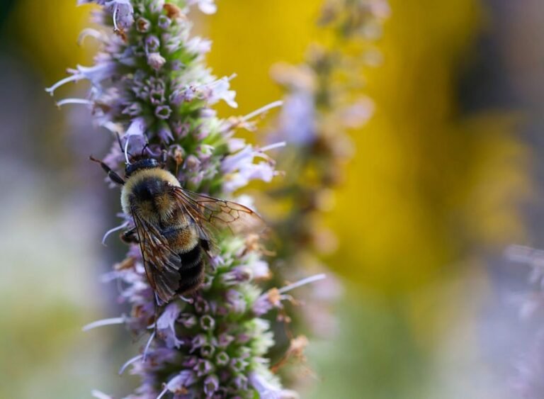 Rare, endangered bee gets habitat protection across 6 states: Here's where