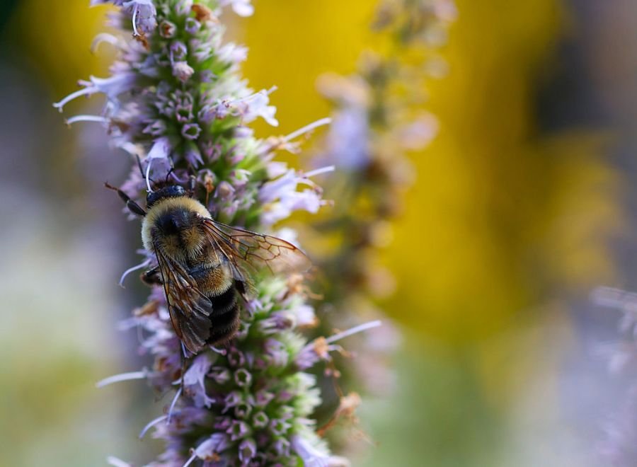 Rare, endangered bee gets habitat protection across 6 states: Here's where