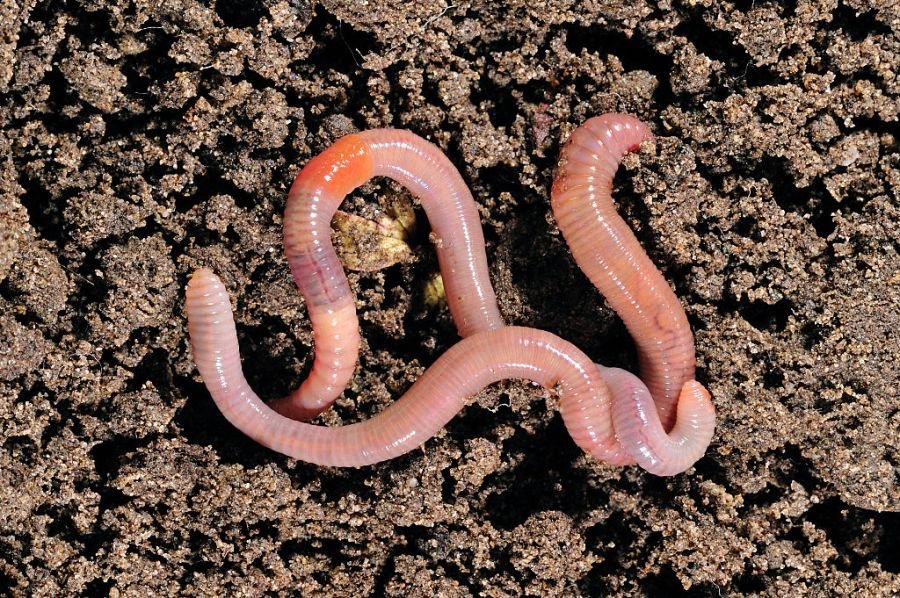 See a worm in your yard? It might be invasive
