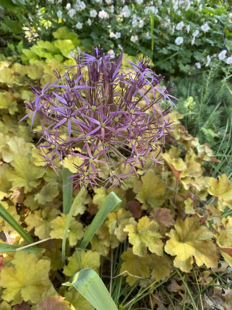 Garden Bloggers’ Bloom Day – May 2026